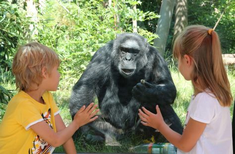 Kinder stehen vor einem Affen